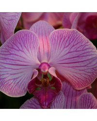 Orchidée Phalaenopsis Purple Vein