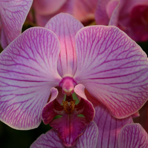 Orchidée Phalaenopsis Purple Vein