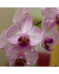 Orchidée Phalaenopsis Purple Vein