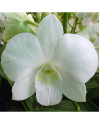 Orchidée Dendrobium blanc