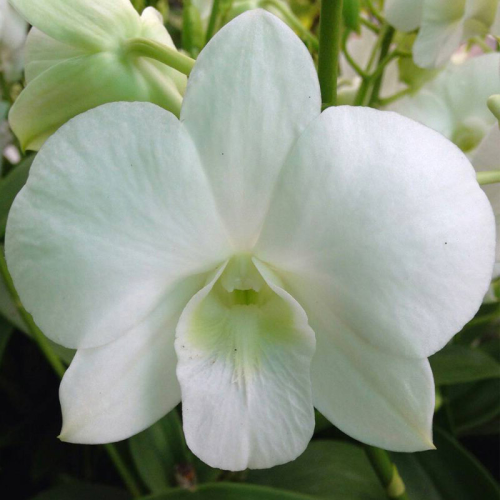 Orchidée Dendrobium blanc