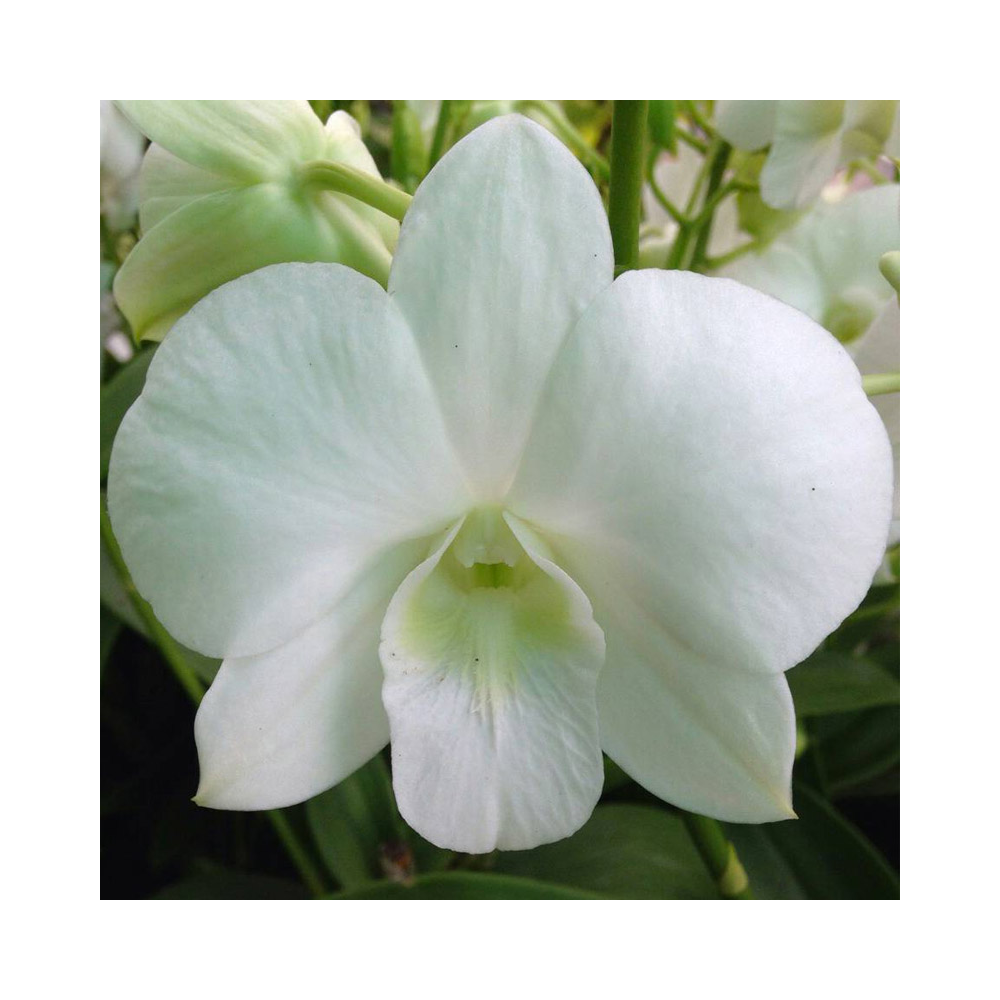 Orchidée Dendrobium blanc