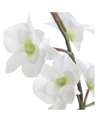 Orchidée Dendrobium blanc