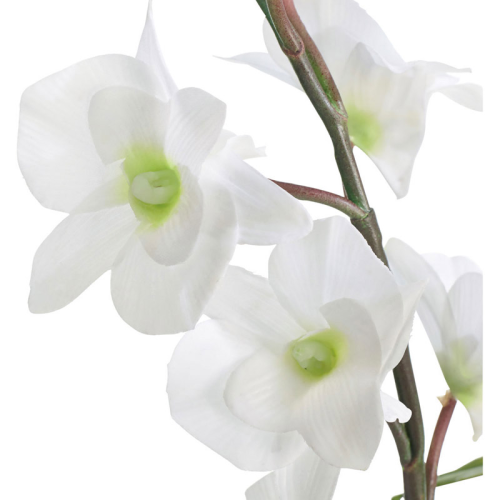 Orchidée Dendrobium blanc