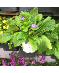 Primevere Belarina Amethyst Ice
