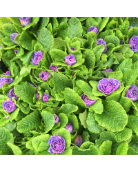 Primevere Belarina Amethyst Ice
