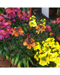 Giroflée Erysimum Winter Gold