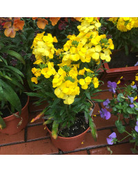 Giroflée Erysimum Winter Gold