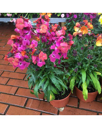 Giroflée Erysimum Winter Orchid
