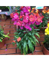Giroflée Erysimum Winter Orchid