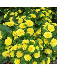 Primevere Belarina Buttercup Jaune