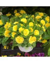 Primevere Belarina Buttercup Jaune