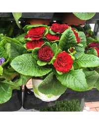 Primevere Belarina Valentine