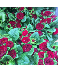 Primevere Belarina Valentine