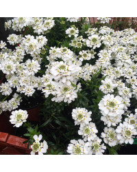 Arabis Alabastar