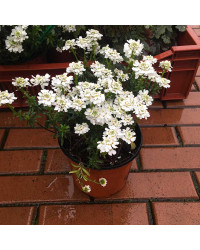 Arabis Alabastar
