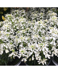 Iberis Sempervirens Snow Cone