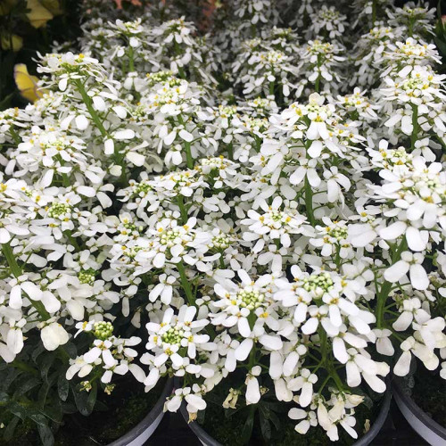 Iberis Sempervirens Snow Cone