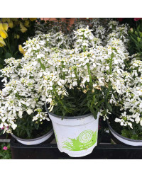 Iberis Sempervirens Snow Cone