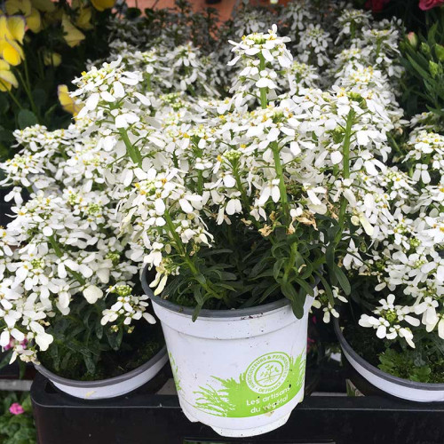 Iberis Sempervirens Snow Cone