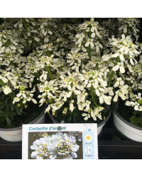 Iberis Sempervirens Snow Cone