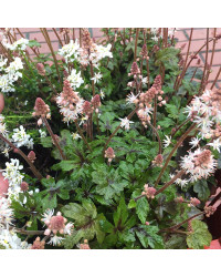 Tiarella Spring Symphony
