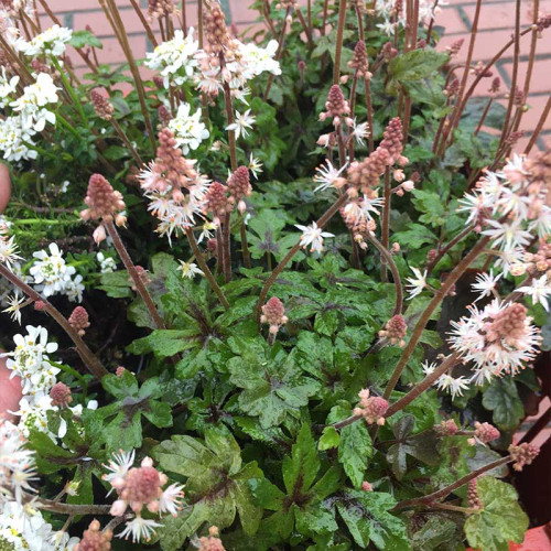 Tiarella Spring Symphony