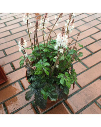 Tiarella Spring Symphony