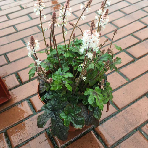 Tiarella Spring Symphony