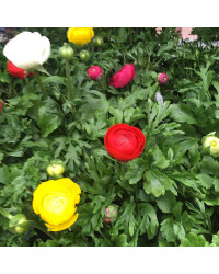 Renoncule Asiaticus Maché Rose