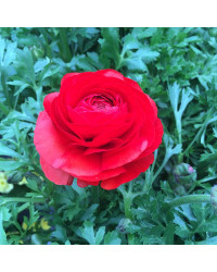 Renoncule Asiaticus Maché Rouge
