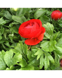 Renoncule Asiaticus Maché Rouge