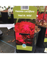 Pivoine lactiflora Paul M Wild