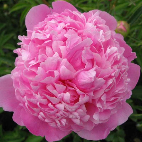 Pivoine lactiflora Monsieur Jules Elie