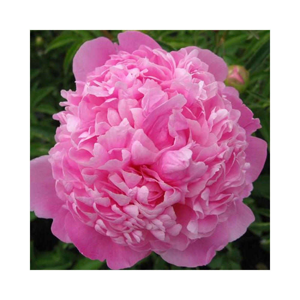 Pivoine lactiflora Monsieur Jules Elie