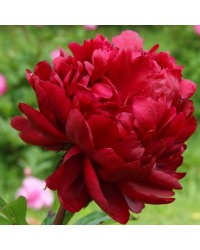 Pivoine lactiflora Paul M Wild