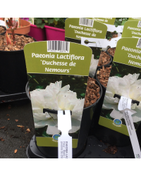 Pivoine Lactiflora Duchesse De Nemours