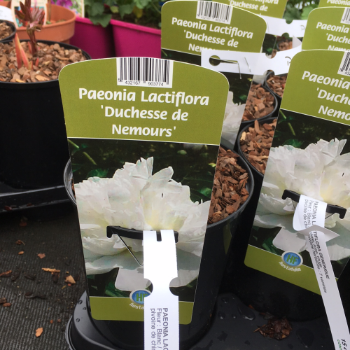 Pivoine Lactiflora Duchesse De Nemours