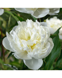 Pivoine Lactiflora Duchesse De Nemours