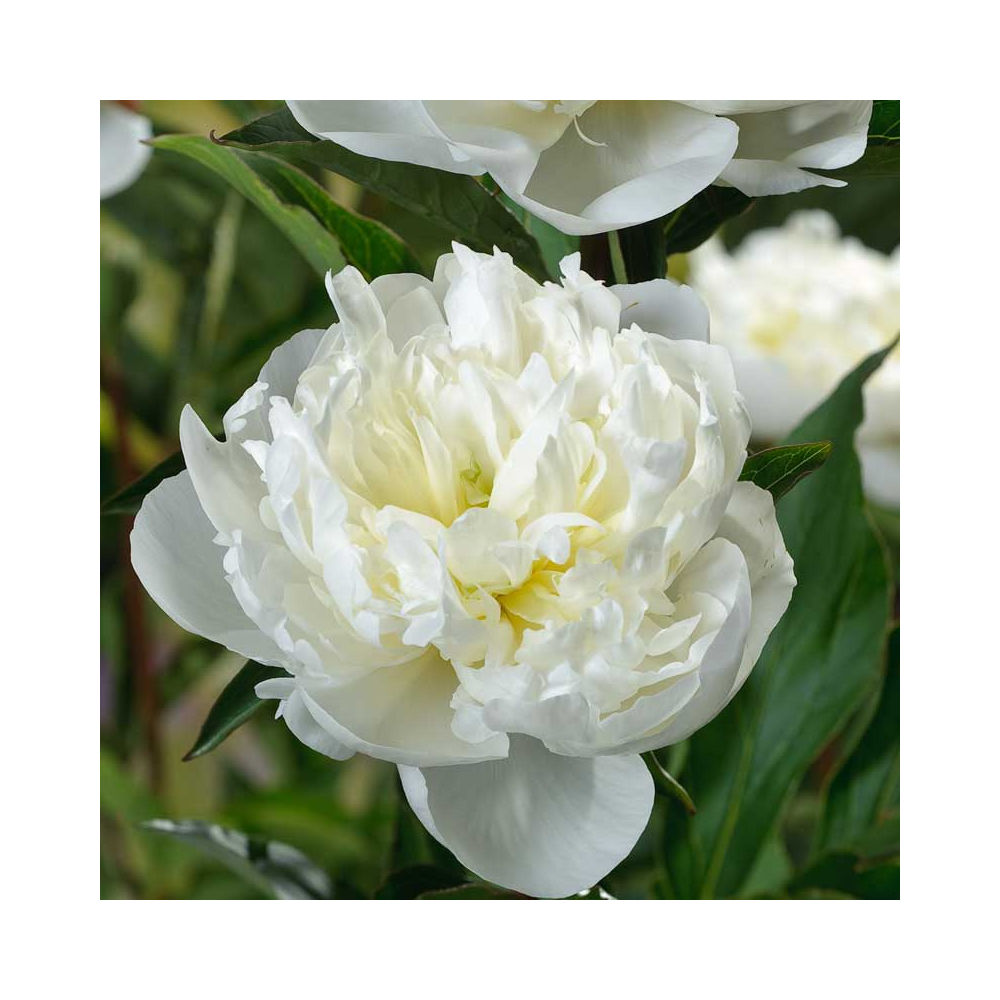 Pivoine Lactiflora Duchesse De Nemours