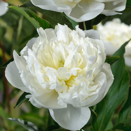 Pivoine Lactiflora Duchesse De Nemours