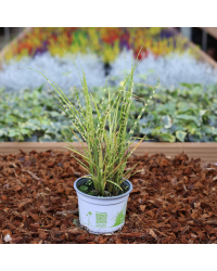 Miscanthus Sinensis Gold Bar