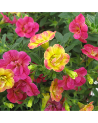 Calibrachoa Chameleon Double Pink Yellow