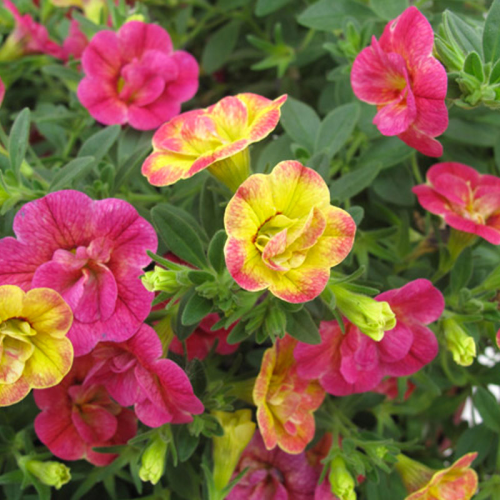 Calibrachoa Chameleon Double Pink Yellow