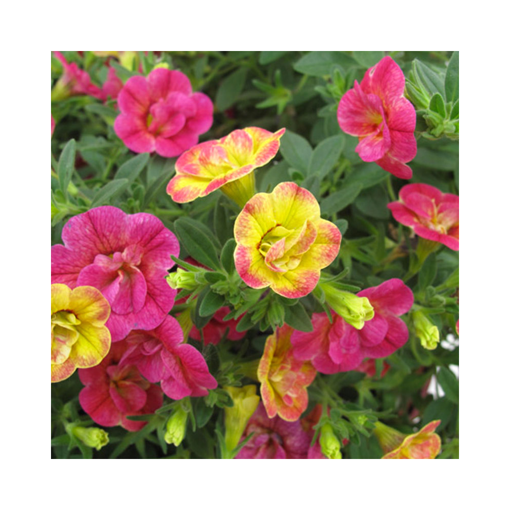 Calibrachoa Chameleon Double Pink Yellow