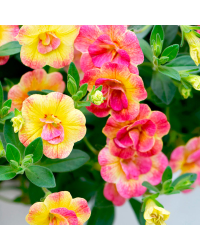 Calibrachoa Chameleon Double Pink Yellow