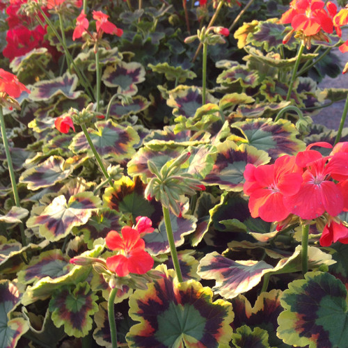 Geranium Panaché Mrs Pollock rouge