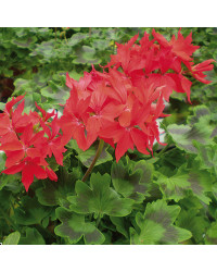 Geranium Fireworks rouge