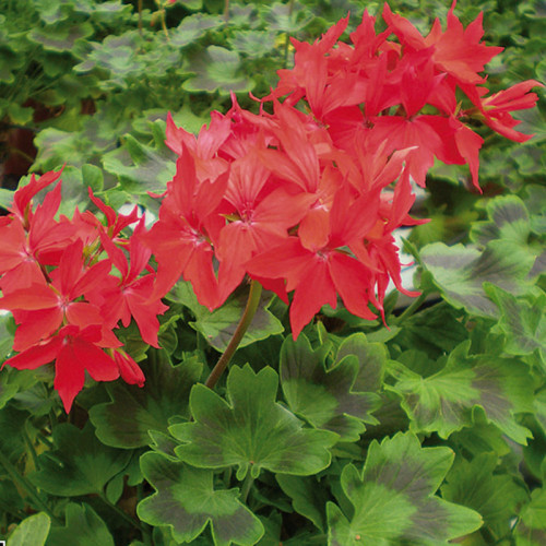 Geranium Fireworks rouge