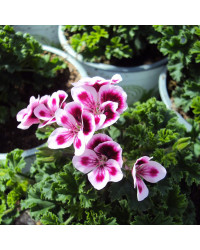 Pelargonium Pac Candy Flower Bicolor